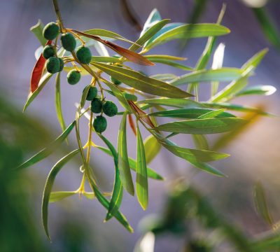 DSC_8786DOP_Siurana_estiu